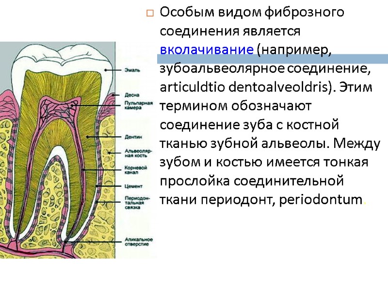 Особым видом фиброзного соединения является вколачивание (например, зубоальвеолярное соединение, articuldtio dentoalveoldris). Этим термином обозначают